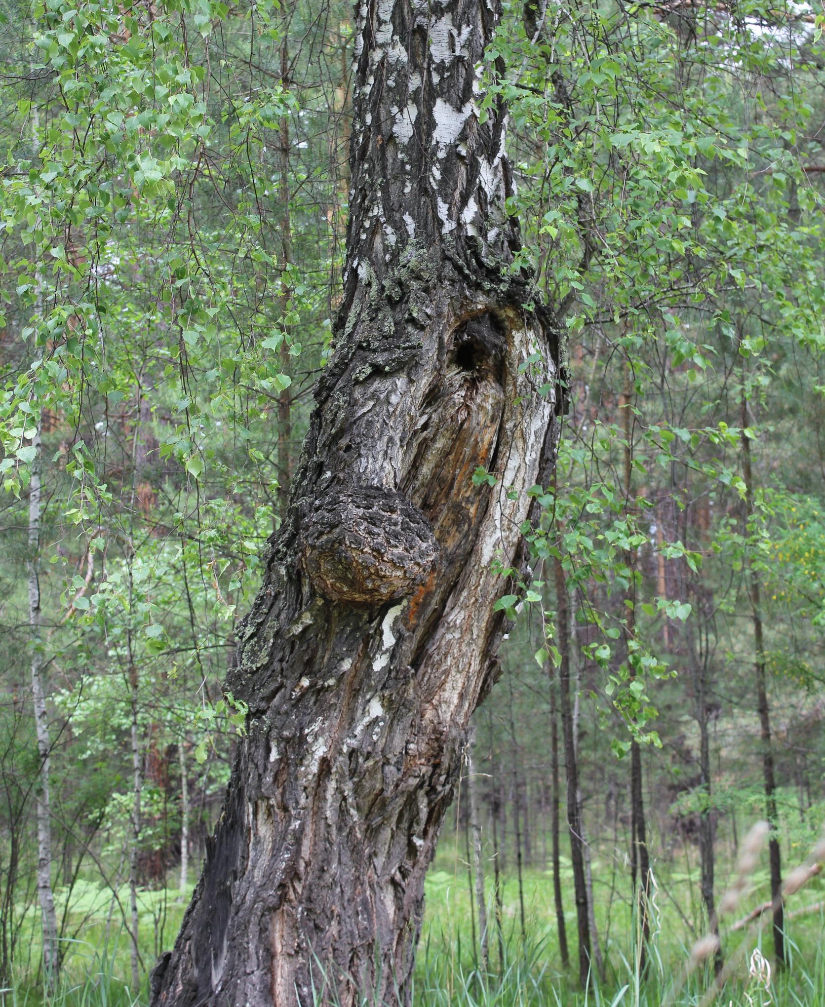 Экзотические деревья Караканского леса  - потенциальные герои сказок Караканского леса
