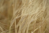 Дополнительные средства получат производители зерновых культур в Новосибирской области