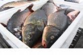 Новосибирцы назвали самую вкусную местную рыбу