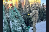 Легальные ели: новогодние хвойные деревья без документов будут арестованы