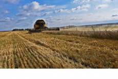 Аграрии убирают с полей Новосибирской области тритикале и вику