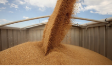 Новосибирская область отправила более 600 тысяч тонн зерна по России и странам зарубежья с начала года