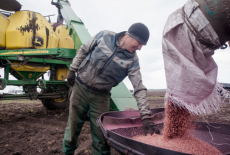 Аграрии Новосибирской области полностью обеспечены семенами к предстоящей посевной