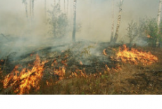 Министерство природных ресурсов напоминает жителям региона о соблюдении правил пожарной безопасности в лесах