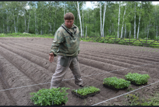 Сажать картошку рассадой будут сибирские овощеводы