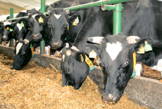 ЗАО «Шарчинское» — лидер молочного животноводства района