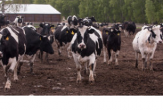 Новосибирские коровы массово вышли на летние пастбища