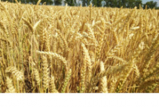 Регион получит дополнительные федеральные средства на поддержку производителей зерновых культур