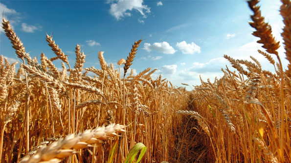 ФГБУ «Россельхозцентр» - 10 лет!