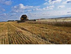Аграрии убирают с полей Новосибирской области тритикале и вику