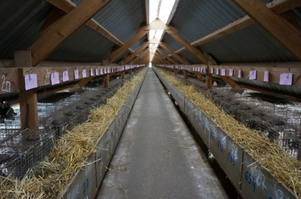 Норки в лизинг – выгодно