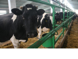 Больше двух тысяч животноводческих помещений в регионе отремонтированы для приема скота на зимнее содержание