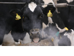 Более 5 тысяч килограмм с коровы: в регионе вновь увеличены надои молока