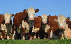 Больше мяса и молока станут производить в регионе благодаря высоким темпам развития племенного животноводства