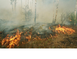 Министерство природных ресурсов напоминает жителям региона о соблюдении правил пожарной безопасности в лесах