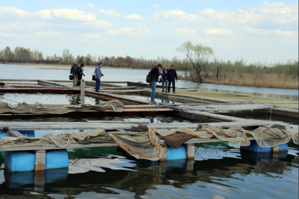 Рыбный гибрид пелчирмук выведен в Новосибирской области при помощи господдержки