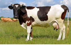 На 1,6 кг в сутки больше: новосибирские коровы снова увеличили надои