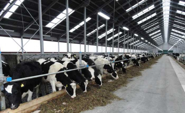 Россельхозбанк инвестирует около 19 млрд рублей в строительство молочного завода в Новосибирской области