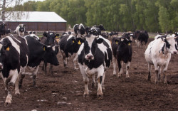 Новосибирские коровы массово вышли на летние пастбища