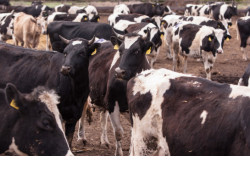 Поголовье мясного скота в племенных организациях региона увеличилось в полтора раза 