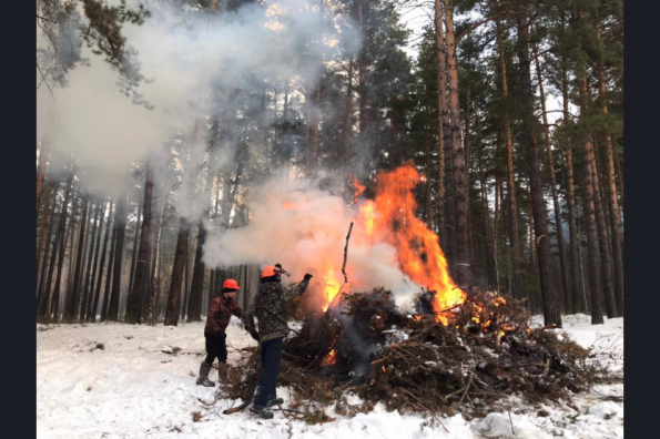 Сучья и порубки убрали из лесов: 22 тысячи гектар делян и лесосек очищены в Новосибирской области