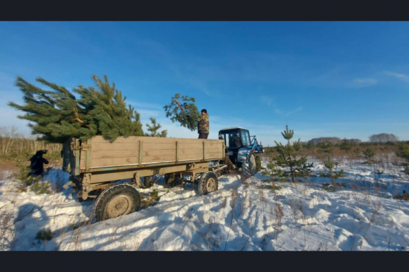 Около 30 тысяч елей, пихт и сосен заготовят новосибирские лесоводы к Новому году