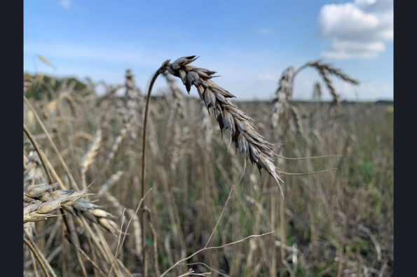 Аграрии Новосибирской области планируют убрать зерновых на четверть выше потребностей региона