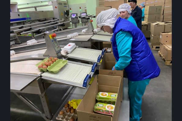 Отечественное оборудование позволит увеличить производство яиц в регионе