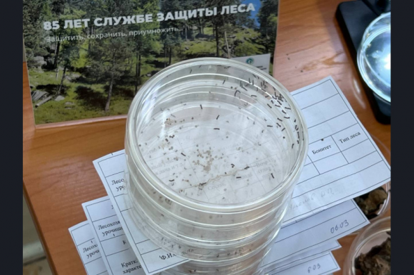 16 тысяч га лесов Новосибирской области в 2024 году обработают от непарного шелкопряда