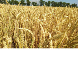 Регион получит дополнительные федеральные средства на поддержку производителей зерновых культур