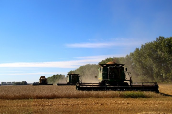 Обращение возмущенного новосибирского фермера о пошлинах на зерно: «Возьмите и компенсируйте потери мужикам»