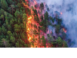 Новосибирские лесные пожарные отправились на помощь соседнему региону